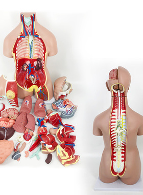 QL/T014_85CM人体躯干模型_两性40部件_开脊柱_带磁性数标228CPST