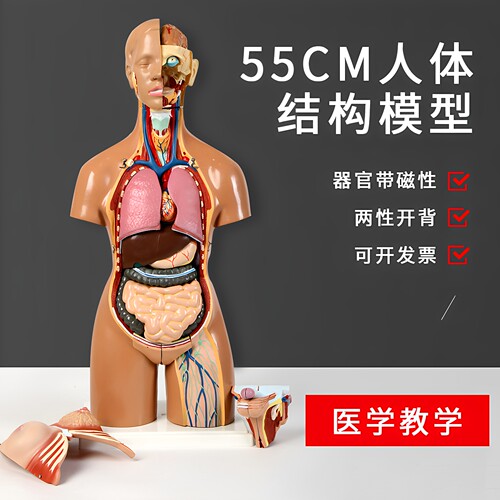 高品质人体教学模型磁性吸附