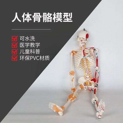 高品质医学人体骨骼模型骨架骷髅全身带肌肉教学结构仿真成人可拆