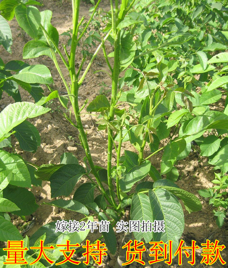 嫁接核桃树苗新早丰核桃苗盆栽纸皮核桃核桃树苗种苗薄皮核桃树苗