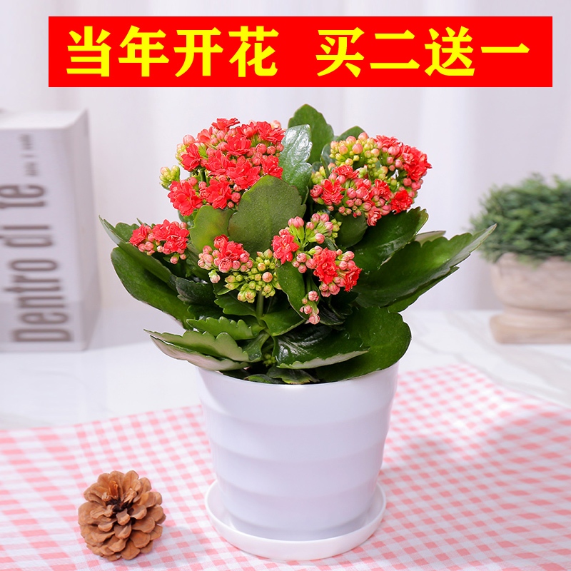 长寿花盆栽带花苞花卉植物室内花绿植绿巴黎重瓣大花四季开花花苗 瓜盼旗舰店 淘优券