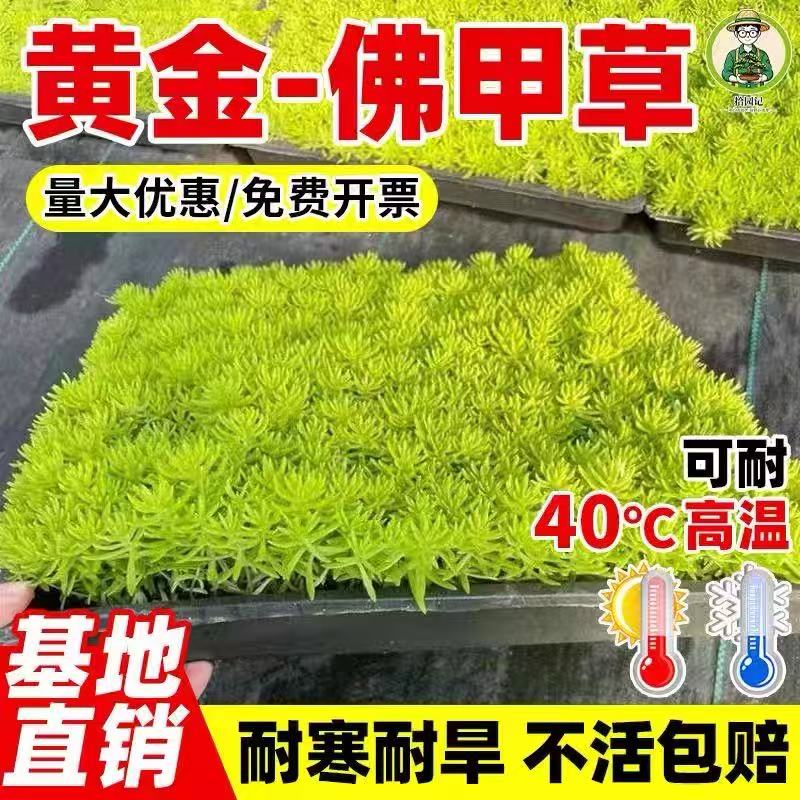金叶佛甲草盆栽黄金万年草庭院屋顶绿化草皮多年生观叶植物矮麦冬图片