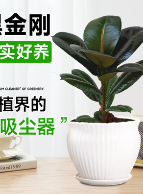 黑金刚橡皮树盆栽室内室外绿色植物净化空气办公桌盆栽四季绿植花
