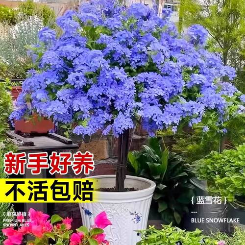 蓝雪花盆栽带花苞大苗棒棒糖阳台花卉绿植物四季开花好养独杆老桩