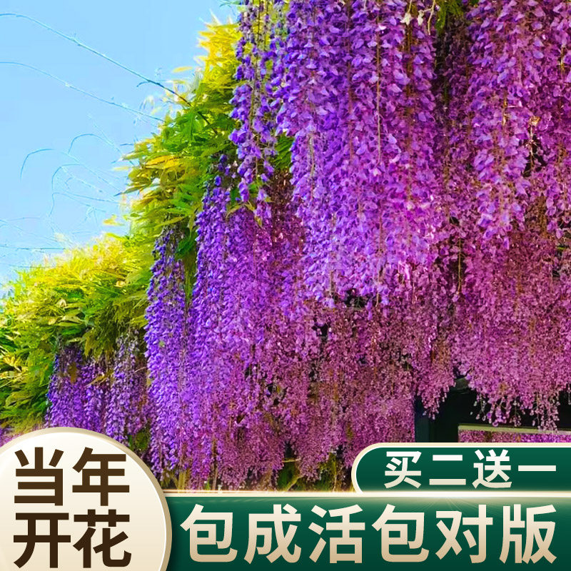 紫藤花树苗盆栽花卉别墅庭院地栽爬藤植物四季开花不断紫藤萝围墙