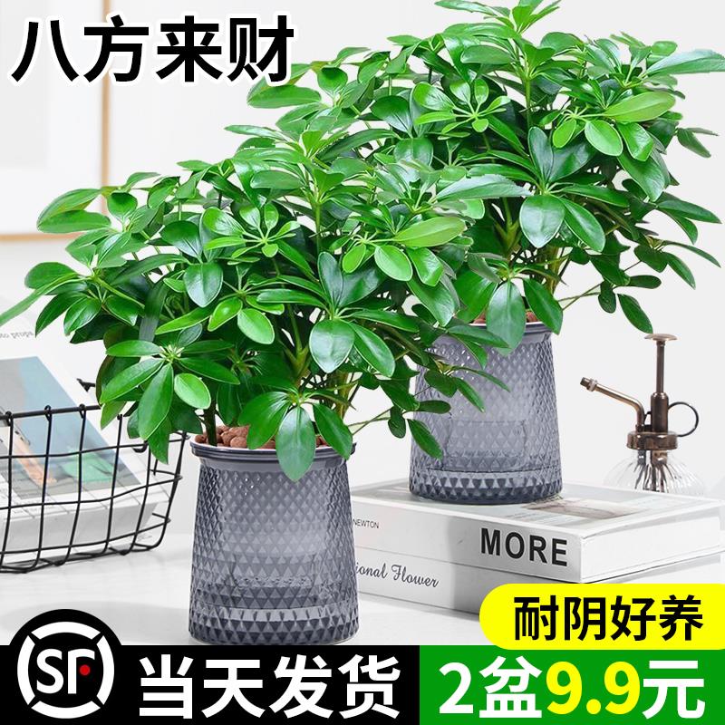 八方来财鸭脚木盆栽好养活