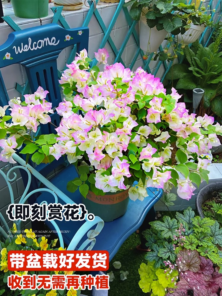 重瓣红樱三角梅盆栽室内外阳