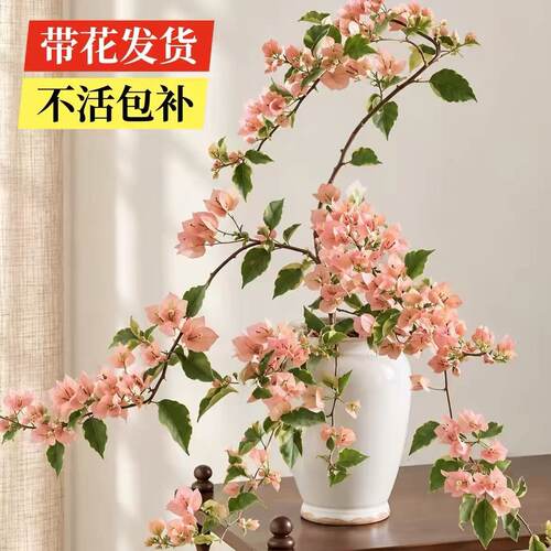 马斯三角梅盆栽带花苞发货老桩特大号高端稀有绿樱四季开花高飘枝