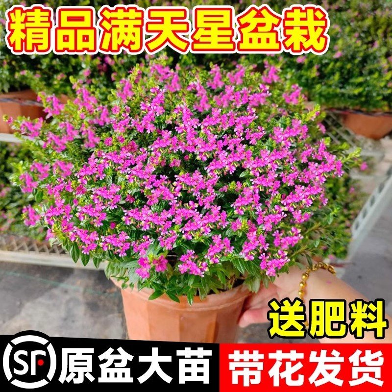 满天星盆栽带花苞四季开大图片