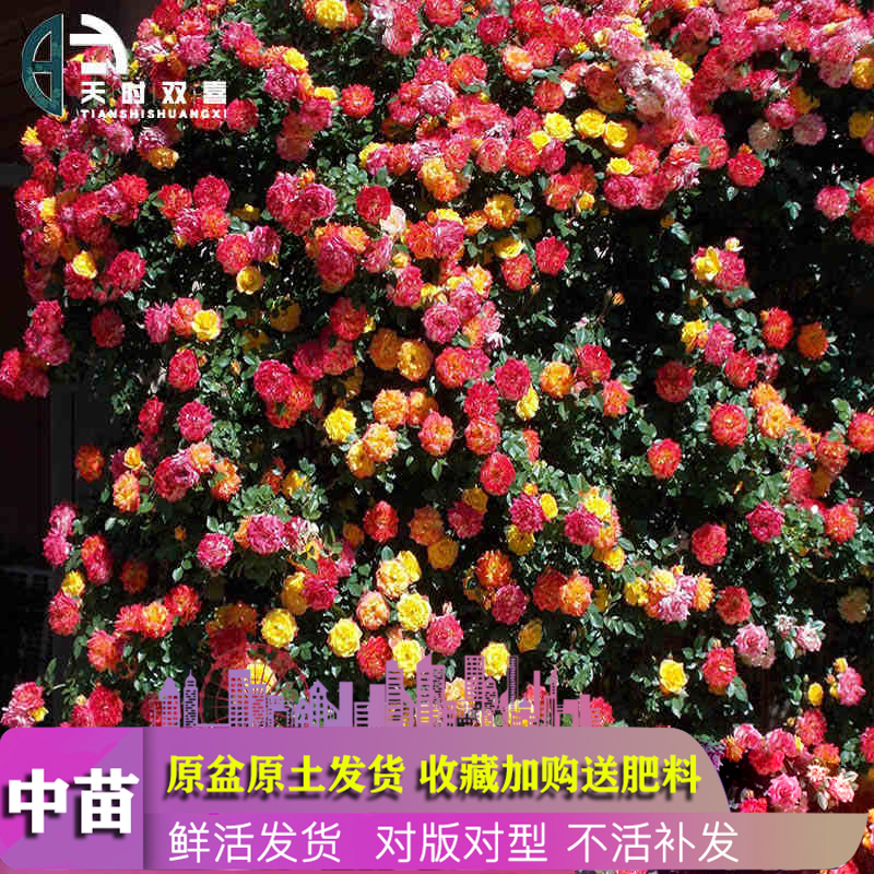 藤本彩虹果冻月季藤彩虹蔷薇花苗盆栽室外爬藤植物花期超长的花卉