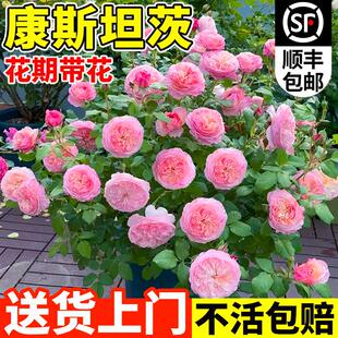 康斯坦茨月季花大苗奥斯汀大花浓香切花玫瑰盆栽四季阳台庭院花卉