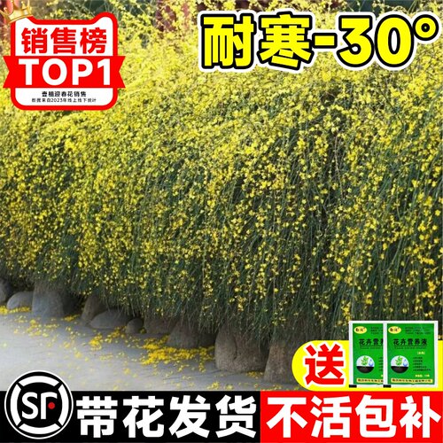 迎春花树苗盆景连翘老桩栽