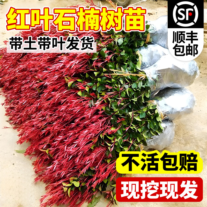 火焰红叶石楠树苗球篱笆围