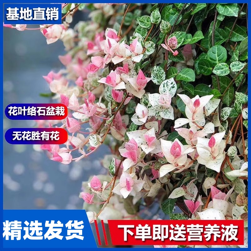 花叶络石盆栽四季五彩卉办