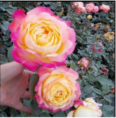 重瓣太阳花花种子花籽四季开花室内花卉易活室外种孑花种籽子包邮