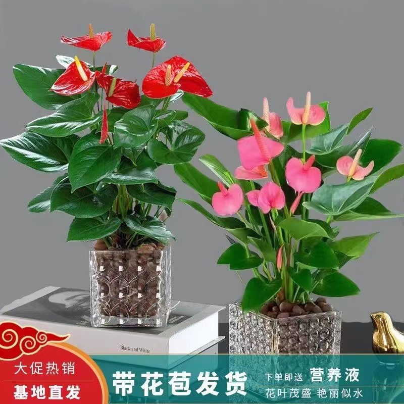 红掌白掌盆栽植物室内花卉好养水培一帆风顺大盆水养四季常青绿植