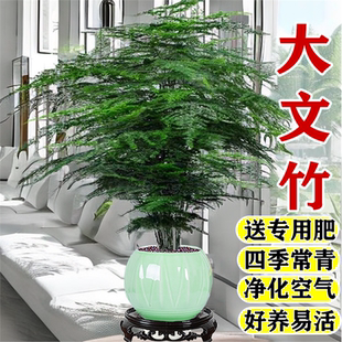 大文竹盆栽室内高端水培植物办公室客厅桌面好养花卉四季常青盆景