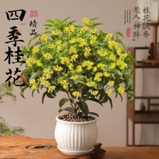 四季桂花盆栽树苗浓香型新中式盆景矮桩绿植桌面办公室内盆栽植物
