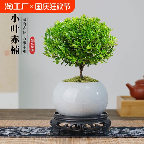小叶赤楠盆景老桩树室内栽