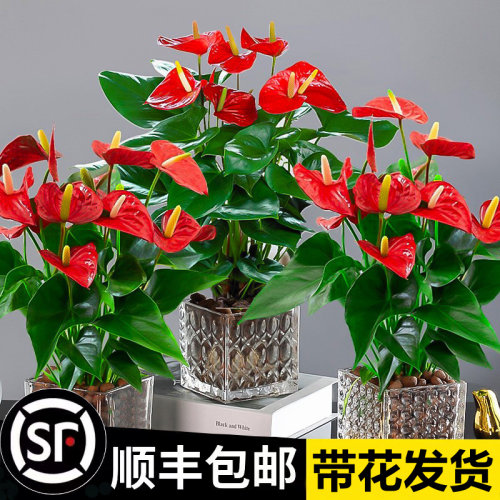 水培红掌白盆栽一帆风顺花