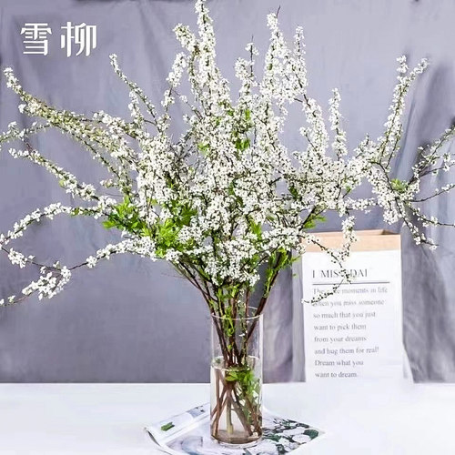 雪柳鲜枝室内花卉盆栽鲜花干枝