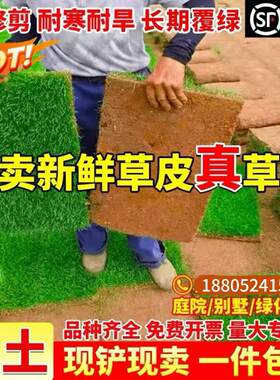 草皮真草坪带泥土别墅花园绿化四季青果岭草台湾草马尼拉草皮带土