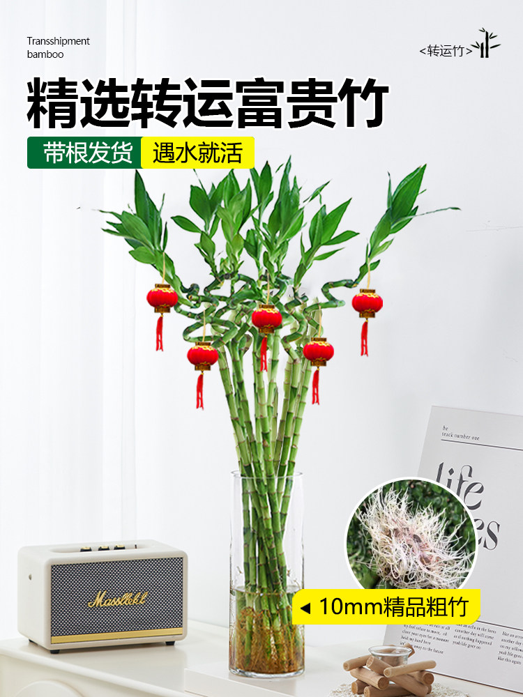 带根转运竹水竹富贵竹植物水养开运竹子盆栽客厅室内招财水培绿植