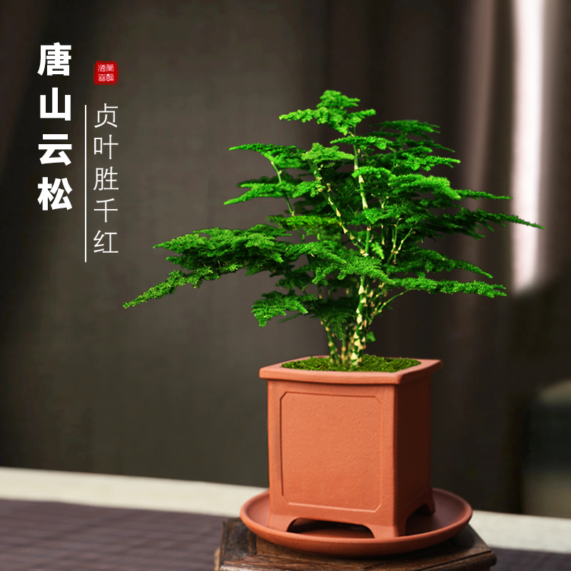 唐山云松正宗矮生文竹办公