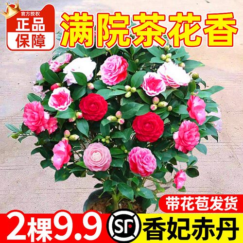 带花苞茶盆栽四季树苗山室