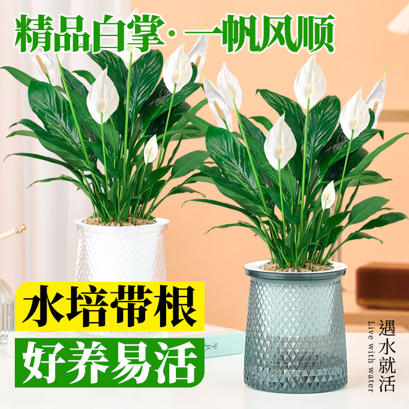 一帆风顺盆栽带花白掌水培图片