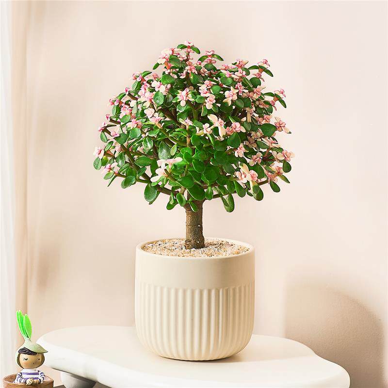 金枝玉叶盆栽造型老桩罕见