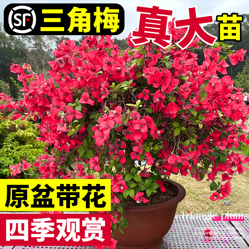 三角梅盆栽带花苞发货樟红