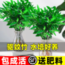 竹柏驱蚊竹水培植物室内客厅水养绿植花卉盆栽办公室桌面四季 好养