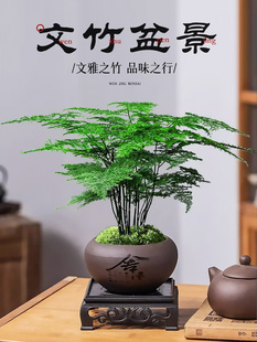 文竹盆栽茶桌摆件水培竹子绿植物盆景茶室办公桌文松造景高端花卉