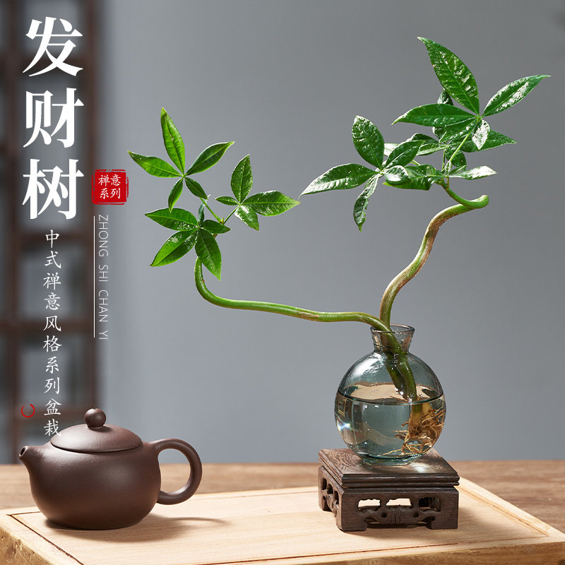 发财树小盆栽水培植物办公室内桌面绿植客厅招财摆件四季常青好养