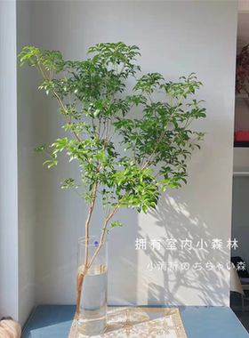 马醉木办公桌茶几客厅无
