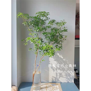 马醉木水培植物鲜切枝条盆栽活树室内小绿植日本吊钟树苗客厅水养