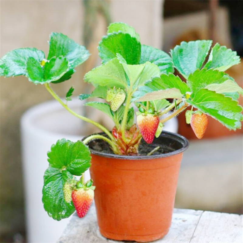 丹东99草莓苗四季盆栽食用