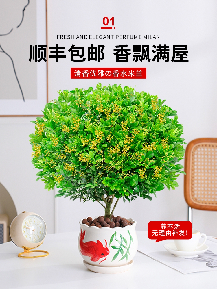 香水米兰盆栽茉莉室内绿植物浓香四季开花苗客厅阳台好养易活花卉