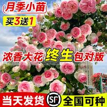 爬藤月季花苗藤本蔷薇大花浓香小苗室内外植物盆栽带花苞庭院爬墙