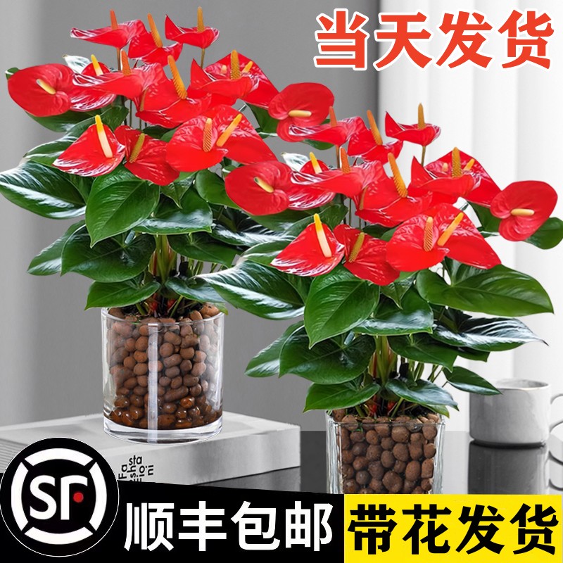 水培红掌白盆栽一帆风顺花