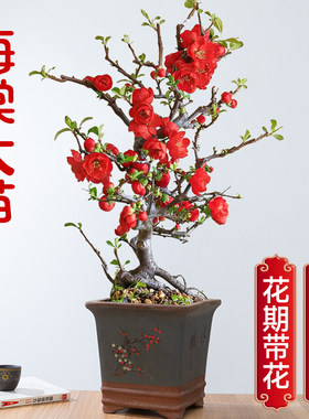 日本原生长寿冠海棠花盆栽