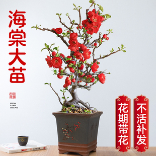 日本原生长寿冠海棠花盆栽室内盆景老桩耐寒花卉重瓣四季开花好养