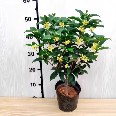 四季桂花树苗耐寒卉阳台金