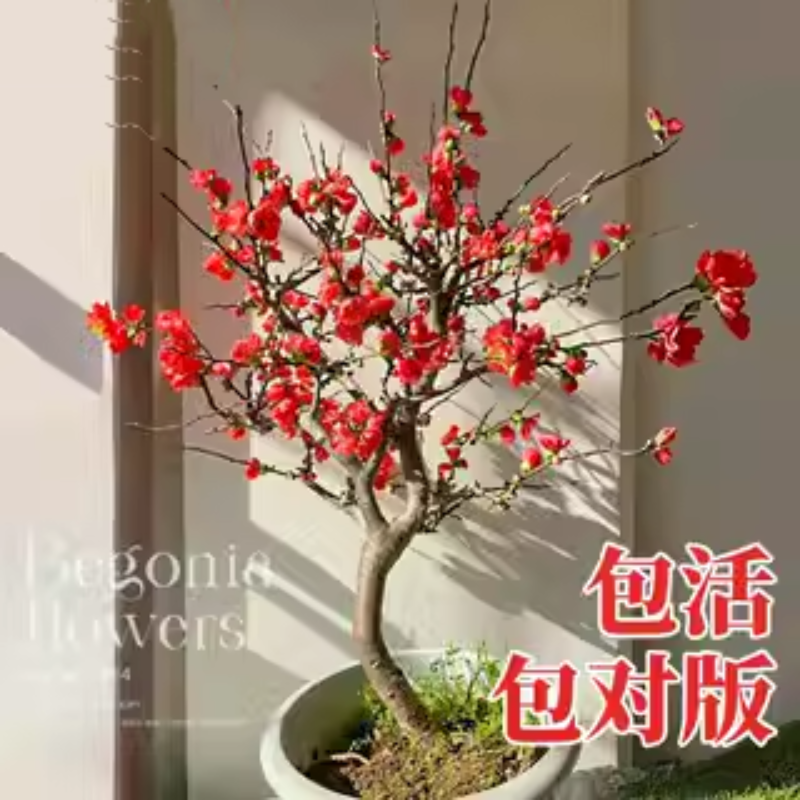 海棠花盆栽老桩四季开长寿