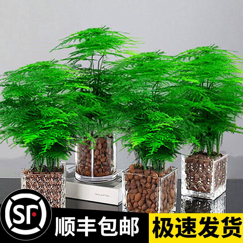 文竹办公桌茶几无盆栽植物