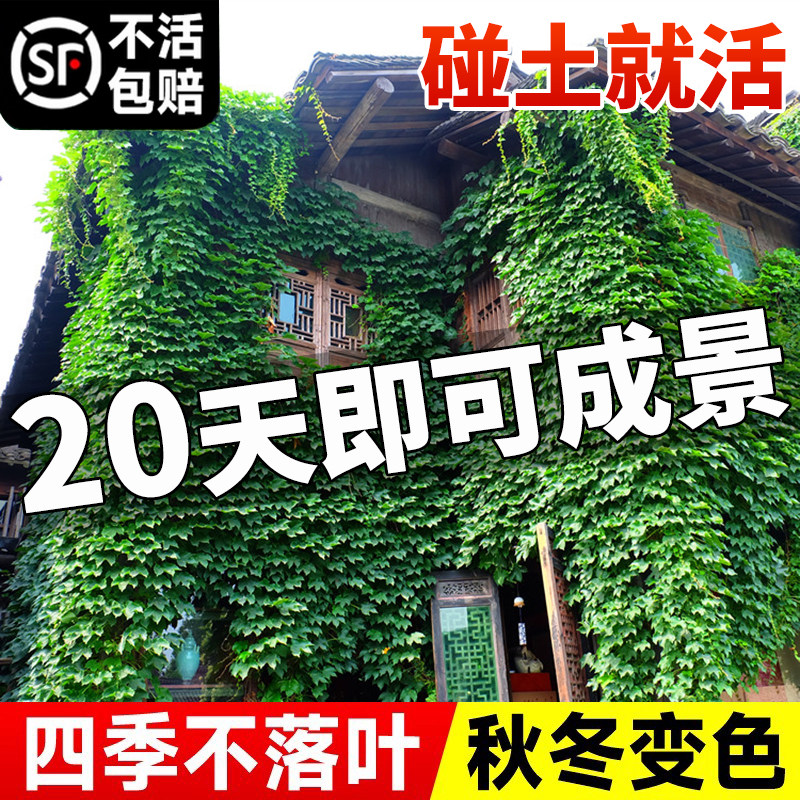 爬山虎树苗藤四季常青不落图片