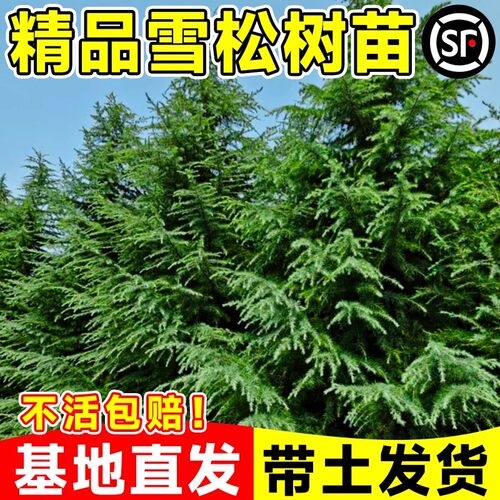 雪松树苗圣诞四季常青宝塔