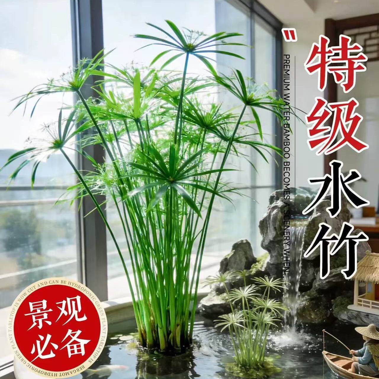 水竹水培植物带根风车草旱伞草鱼池塘造景龟缸水生绿植净化水质