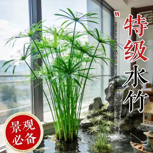 水竹水培植物带根风车草旱伞草鱼池塘造景龟缸水生绿植净化水质
